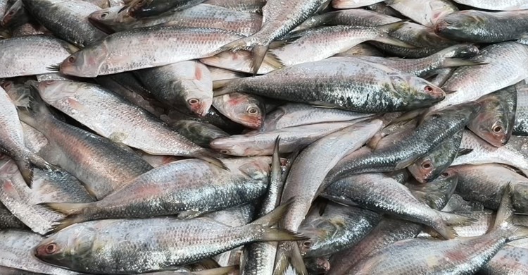 ইলিশের দাম নিয়ন্ত্রণ সম্ভব কি? ট্যারিফ কমিশনের সুপারিশ ও বাস্তবতা