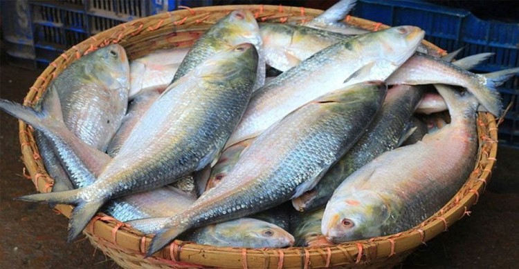 শারদীয় দুর্গাপুজোর আগে ভারতে ইলিশ রপ্তানি, ১২ দিনে গেছে ১৩৬ টন