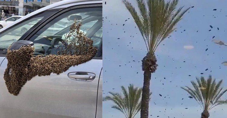 ক্ষেপণাস্ত্র নয়, মৌমাছির আতঙ্কে ঘরবন্দী হয়ে পড়েছেন ইসরায়েলের মানুষ