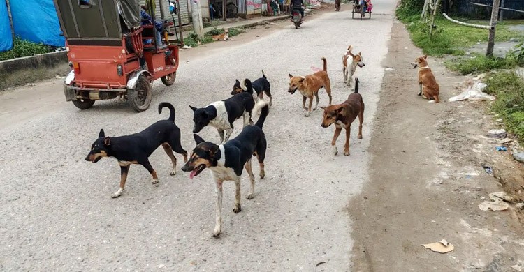 টাঙ্গাইলের সখীপুরে কুকুরের আতঙ্ক, ২৪ ঘণ্টায় কামড়ে আহত ৫৪ জন