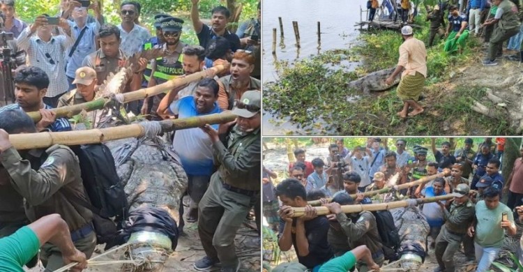 খানজাহান আলীর মাজারের সেই দিঘির কুমিরটিকে সরানো হলো সুন্দরবনে