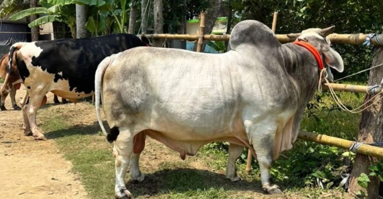 যশোরের হাট মাতাচ্ছে ১৪ লাখ টাকার ‘বিসিএস ক্যাডার’