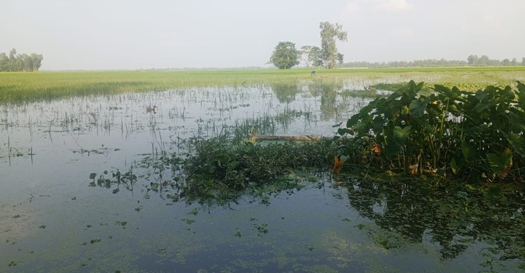 কুড়িগ্রামে ফসলহানিতে নিঃস্ব কৃষক, নদীভাঙনে ঘরছাড়া পরিবার