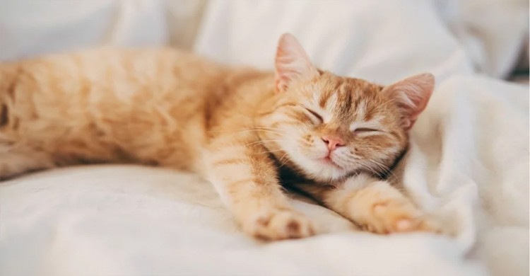 একাকিত্বের সেরা সঙ্গী: আপনার পোষা বিড়াল