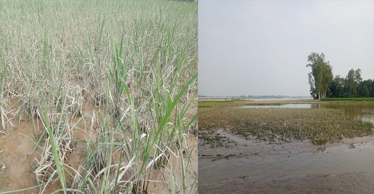 পানি নেমে গেছে, ভেসে উঠছে ফসলের ক্ষতচিহ্ন