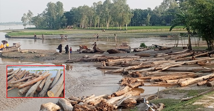 ‘লাল চন্দন’ ভেবে বিক্রি হচ্ছে নদীতে ভেসে আসা কাঠের গুঁড়ি