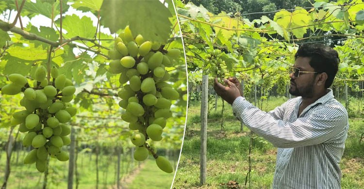 ২০৪ জাতের আঙুর চাষে চমক, রাজবাড়ীর তরুণ ফারদিনের বাগানে সাফল্য