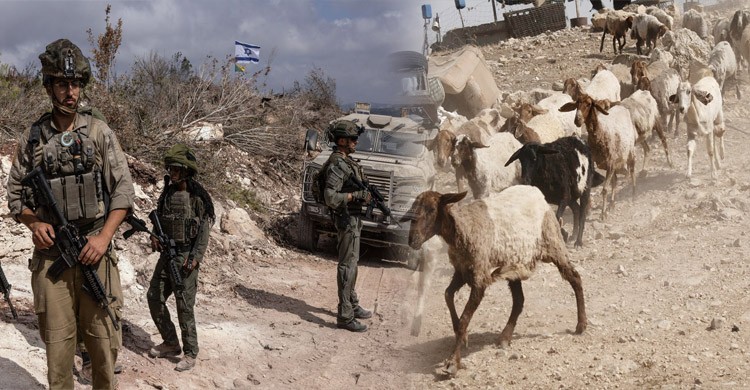 সিরিয়া থেকে ২৫০ ছাগল চুরি করল ইসরায়েলি সেনারা