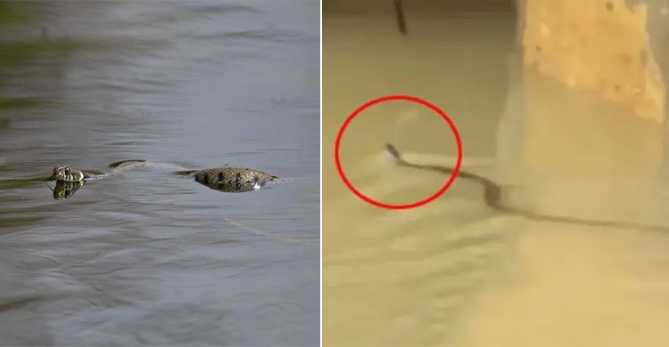 চট্টগ্রামে বন্যার পানিতে সাপের আতঙ্ক, কামড়ে আহত ৭৫ জন