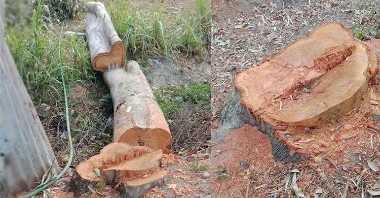 সরকারি গাছ কেটে বিক্রি করলেন সাবেক বিএনপি নেতা